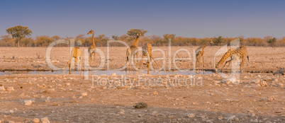 Giraffes drinking water at a waterhole in the Etosha National Park in Namibia.