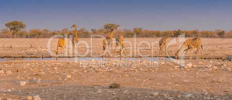 Giraffes drinking water at a waterhole in the Etosha National Park in Namibia.