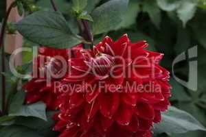 Isolated natural dahlia flower on green background