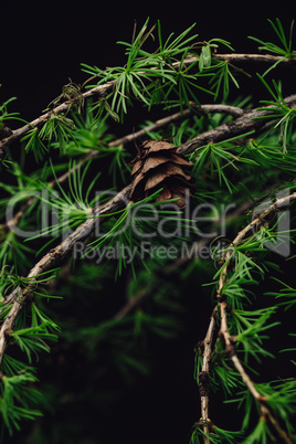 Background of spring larch branches