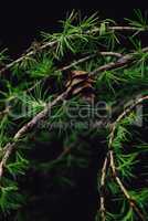 Background of spring larch branches