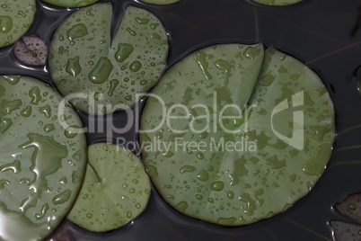 Beautiful water lily leaves in large drops of water