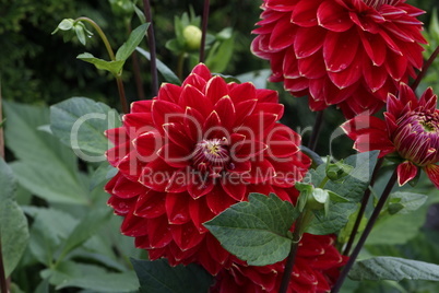 Isolated natural dahlia flower on green background