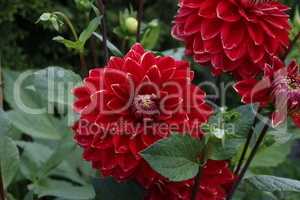 Isolated natural dahlia flower on green background