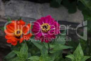 Isolated natural zinnia flower on green background