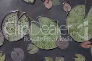 Beautiful water lily leaves in large drops of water