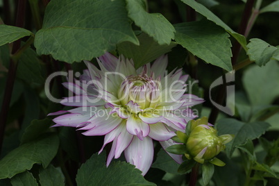 Isolated natural dahlia flower on green background