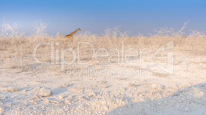 Giraffe walking in the Etosha National Park in Namibia, Africa.