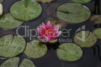 A beautiful water lily flower that hovers over the water