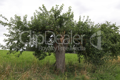 Old pear tree with young shoots by the road