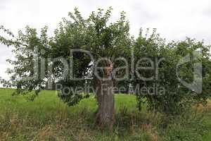 Old pear tree with young shoots by the road