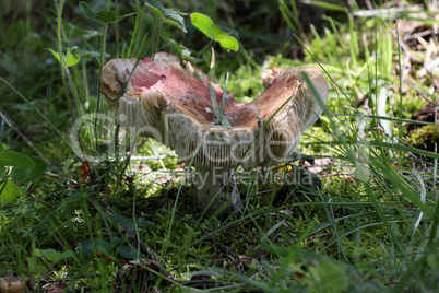 Old mushroom in a clearing in the forest