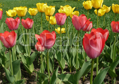red and yellow tulip at spring red and yellow tulip at spring