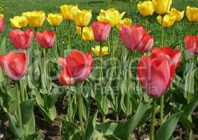 red and yellow tulip at spring