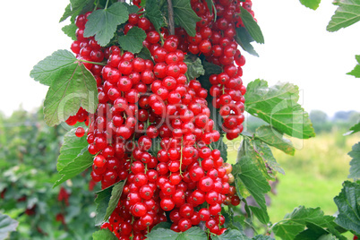 Rote Johannisbeeren