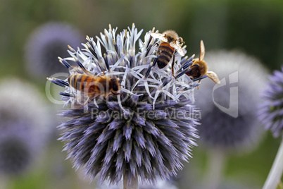Kugeldistel, Blüte mit Bienen