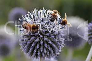 Kugeldistel, Blüte mit Bienen