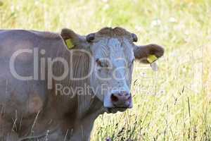 Cow with herd in summer on the pasture