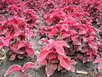 red leafs on flowerbed