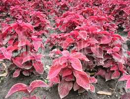 red leafs on flowerbed