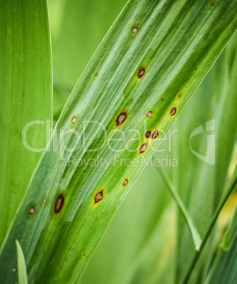 Fungal spots on leaves. Common Plant Diseases. Black spot or blotches on garden plant. Blight infected stems. Canker wounds by bacterial pathogens. Man holding foliage with brown areas and yellow halo