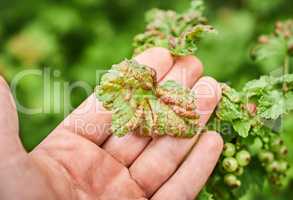 Peach leaf curl on currant leaves. Common Plant Diseases. Puckered or blistered leaves distorted by pale yellow aphids. Man holding reddish or yellowish green foliage eaten by currant blister aphids