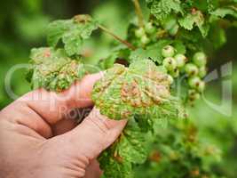 Peach leaf curl on currant leaves. Common Plant Diseases. Puckered or blistered leaves distorted by pale yellow aphids. Man holding reddish or yellowish green foliage eaten by currant blister aphids