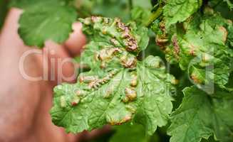 Peach leaf curl on currant leaves. Common Plant Diseases. Puckered or blistered leaves distorted by pale yellow aphids. Man holding reddish or yellowish green foliage eaten by currant blister aphids