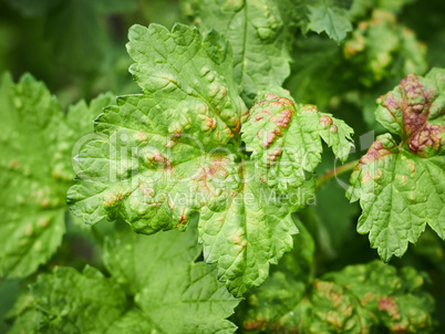Peach leaf curl on currant leaves. Common Plant Diseases. Puckered or blistered leaves distorted by pale yellow aphids. Man holding reddish or yellowish green foliage eaten by currant blister aphids