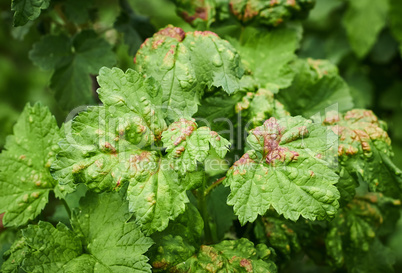 Peach leaf curl on currant leaves. Common Plant Diseases. Puckered or blistered leaves distorted by pale yellow aphids. Man holding reddish or yellowish green foliage eaten by currant blister aphids