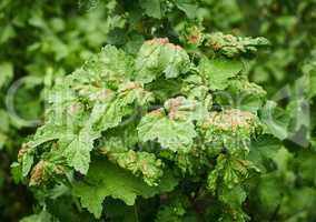 Peach leaf curl on currant leaves. Common Plant Diseases. Puckered or blistered leaves distorted by pale yellow aphids. Man holding reddish or yellowish green foliage eaten by currant blister aphids