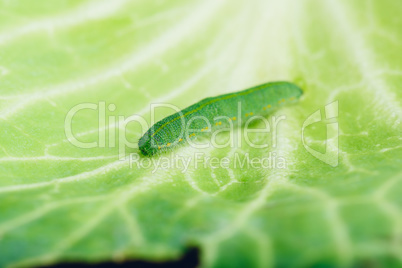 Green Caterpillar Crawling on a Leaf