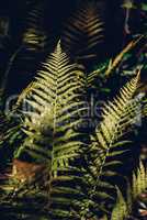 Autumn fern leaves in forest