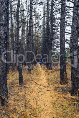 Young man walking through pine forest