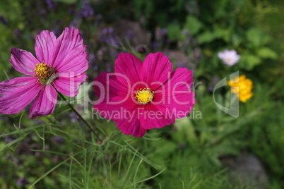 Purple cosmos flower on a green background