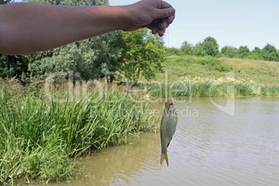 A fisherman holds a caught fish on a line