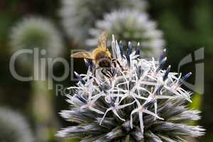 Kugeldistel, Blüte mit Biene