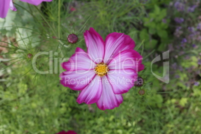 Purple cosmos flower on a green background