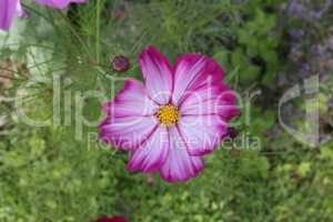 Purple cosmos flower on a green background