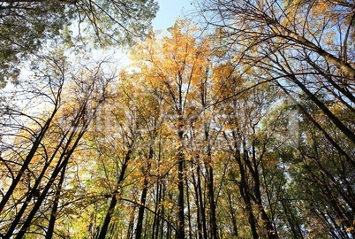 trees in autumn