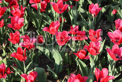 red tulip at spring