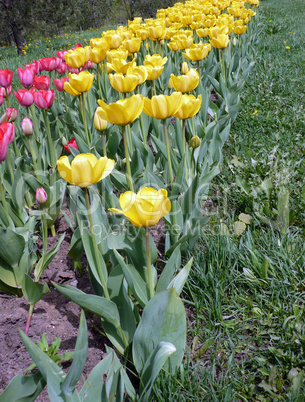 red and yellow tulip at spring