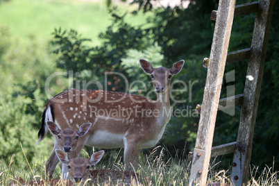 Roe deer family at the edge of the forest