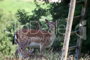 Roe deer family at the edge of the forest
