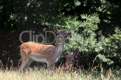 Roe deer family at the edge of the forest