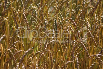 Wheat ears ripen in the field in summer