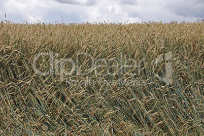 Rye ears ripen in the field in summer
