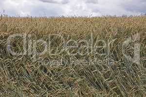 Rye ears ripen in the field in summer