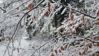 Fresh white snow lies on the branches of bushes.