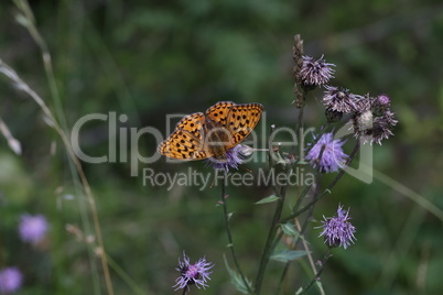 Beautiful close-up of a silver-washed fritillary butterfly sitting on a flower